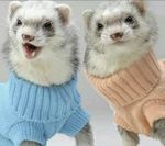  clothing cute ferret looking_at_viewer mammal mustelid open_mouth real sweater teeth tongue 