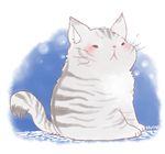  blush cat chubby feline fur grey_fur huiro mammal solo 