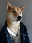  bored canine clothing dog feral grey_background jacket male mammal mensweardog necklace photo plain_background real shiba_inu shirt solo whiskers 