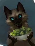  ambiguous_gender blue_background bowl brown_fur cat claws cyan_sclera excited feline feral food fur happy hungry lettuce mammal markings orphen_sirius plain_background salad siamese socks_(marking) solo whiskers white_claws 