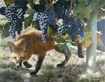  black_nose canine classical_art claws feral fox frown fruit fur grapes mammal nature nude orange_eyes orange_fur outside photo real 