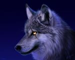  black_fur black_nose blue_background canine close-up deligaris fur grey_fur looking_up mammal nick_deligaris night plain_background portrait scar shadow shiny solo whiskers white_fur wolf yellow_eyes 