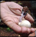  cobra cute disembodied_hand egg hand hatching hatchling human looking_at_viewer mammal photo real reptile scalie snake young 