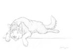  bone canine collar dog husky leiru looking_at_viewer mammal sketch wachhund 