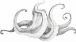  fish marine monochrome not_furry octopus plain_background tentacles 
