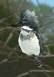  crested_kingfisher faux_traditional_media highres kingfisher kuro_oolong no_humans original solo 