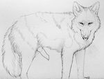  animal_genitalia canine canine_penis cum erection feral knot looking_at_viewer male mammal nude paper-wings paper_wings penis plain_background sketch solo tongue tongue_out white_background wolf 