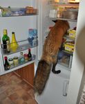  amazing ambiguous_gender bottle butter canine climbing container czech egg female feral fluffy fluffy_tail food fox fridge fur hindpaw humor inside jar looking_away mammal mayonnaise milestone najlvin paws photo real refrigerator shelf solo tile tile_floor vixey what 