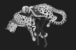  animal boots braid cape fur highres mirage_noir monochrome sleeping snow_leopard vienna_(mirage_noir) 