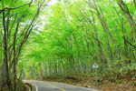  forest highres nakazawa_noboru nature no_humans photorealistic road road_sign scenery sign tree 