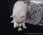  animated canine collar cub desperate dog humor insane lemon omfg pillow taste white_fur young 