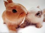  bunnies kissing tagme whiskers 