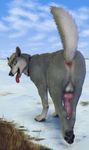  animal_genitalia anus balls butt canine canine_penis claws cum digitigrade erection feral foot_focus fur hi_res hindpaw knot looking_at_viewer looking_back male mammal nude open_mouth pawpads paws penis presenting presenting_hindquarters soles solo toes tongue tongue_out virtyalfobo wolf 