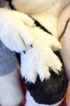  fur fursuit paws photo real unknown_artist white_fur 
