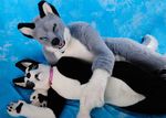  &lt;3 black_fur blue_background blue_eyes canine colar collar cosplay couple duo fur fursuit green_eyes grey_fur heterochromia mammal plain_background real sex white_fur 