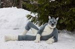  dog fursuit hug husky mammal 