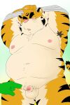 2024 anthro balls belly big_belly clothed clothing clothing_lift duo felid genitals hi_res kemono male mammal micropenis moobs navel nipples overweight overweight_male pantherine penis pink_nose shibatanukiti shirt shirt_lift small_penis solo_focus tiger topwear undressing