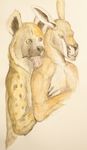  foxia hiena hyena kangaroo licking male mammal marsupial tongue traditional_media watercolor watercolour 