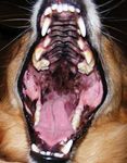  dog feral fur mammal open_mouth real teeth tongue vorarephilia vore 