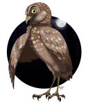ambiguous_gender athene_(genus) avian bird brown_body brown_feathers burrowing_owl circle_background digger_(gogh) feathers feet feral guardians_of_ga&#039;hoole ignigeno male_(lore) moon night owl sky solo talons toes true_owl yellow_eyes