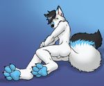  aggrobadger arctic_fox balls blue_paws canine claws collar digitigrade foot_focus fox hindpaw looking_at_viewer male mammal nude pawpads paws soles solo toes 