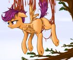  anus brown_fur cub equine female feral friendship_is_magic fur hair horse looking_away madhotaru mammal my_little_pony notosehe orange_fur pegasus plain_background pony purple_eyes purple_hair pussy scootaloo_(mlp) solo suspension teats white_background wings young 
