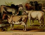 1897 19th_century ancient_art animal_genitalia bovid bovine brown_body brown_fur cattle english_text female feral fur genitals group hi_res hooves horn hugh_craig male mammal plant public_domain quadruped sheath tail tail_tuft teats text tuft udders zebu