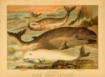 1897 19th_century ambiguous_gender ancient_art baleen biological_illustration canoe cetacean clothed clothing dolphin dorsal_fin feral fin group hi_res horn hugh_craig human mammal marine monodontid narwhal open_mouth public_domain rorqual tail tail_fin technical_illustration text toothed_whale vehicle water watercraft zoological_illustration