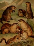 1897 19th_century absurd_res ambiguous_gender ancient_art claws feral fur ground_squirrel group hi_res hugh_craig mammal marmot paws plant prairie_dog public_domain quadruped rodent sciurid tail whiskers