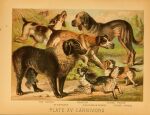 1897 19th_century ambiguous_gender ancient_art biological_illustration bird_dog bloodhound canid canine canis cavalier_king_charles_spaniel cocker_spaniel domestic_dog feral floppy_ears fur group hi_res hugh_craig hunting_dog mammal molosser mountain_dog paws public_domain quadruped saint_bernard scent_hound size_difference spaniel tail technical_illustration text tongue tongue_out toy_dog zoological_illustration