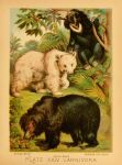 1897 19th_century absurd_res ambiguous_gender ancient_art bear biological_illustration black_body black_fur claws feral fur group hi_res hugh_craig mammal paws plant public_domain quadruped sloth_bear sun_bear syrian_bear technical_illustration text tongue tongue_out trio ursine white_body white_fur zoological_illustration