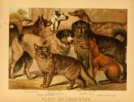 1897 19th_century ambiguous_gender ancient_art biological_illustration canid canine canis dhole dingo domestic_dog feral floppy_ears fur greyhound group hi_res hugh_craig hunting_dog mammal molosser mountain_dog newfoundland_dog paws public_domain quadruped sighthound tail technical_illustration text tongue tongue_out zoological_illustration