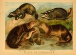 1897 19th_century ambiguous_gender ancient_art badger biological_illustration claws fangs feral fin fish fur group gulonine hi_res hugh_craig mammal marine mustelid musteline otter plant public_domain quadruped sea_otter tail tail_fin technical_illustration teeth text water whiskers wolverine zoological_illustration