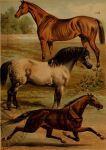 1897 19th_century absurd_res ancient_art animal_genitalia clydesdale draft_horse equid equine feral genitals group hi_res hooves horse hugh_craig male mammal mane plant public_domain quadruped sheath tail tree trio