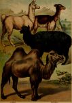 1897 19th_century absurd_res alpaca ambiguous_gender ancient_art bactrian black_body black_fur camel camelid feral fur group hi_res hooves hugh_craig llama mammal plant public_domain quadruped tail