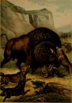 1897 19th_century absurd_res ambiguous_gender american_bison ancient_art balls bison bovid bovine brown_body brown_fur canid canine feral fur genitals grass group hi_res horn hugh_craig male mammal plant public_domain quadruped tail tail_tuft tuft