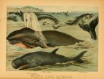 1897 19th_century ambiguous_gender ancient_art avian baleen baleen_whale biological_illustration bird cetacean dolphin dorsal_fin feral fin group hi_res hugh_craig mammal marine partially_submerged porpoise public_domain right_whale tail tail_fin technical_illustration text toothed_whale water zoological_illustration