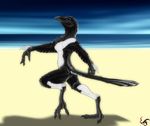  avian back beach beak black_feathers breasts claws equalicus female magpie nude outside sea seaside shadow side_view solo toe_claws walking water white_feathers 