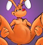 2012 anthro bedroom_eyes belly belly_tuft bent_legs big_belly biped black_eyes brain_(inspector_gadget) calf_tuft canid canine canis chest_tuft collar collar_only colored detailed dic_entertainment digital_drawing_(artwork) digital_media_(artwork) dipstick_ears dipstick_tail domestic_dog ear_markings floppy_ears fur glance glistening glistening_nose half-closed_eyes hands_on_legs hands_on_thighs head_tuft inspector_gadget_(franchise) knees_up leg_tuft looking_at_viewer male mammal markings multicolored_ears narrowed_eyes nude orange_body orange_fur pecs pinup pose purple_background red_collar red_nose seductive shaded signature simple_background sketch sketchy slightly_chubby slightly_chubby_anthro slightly_chubby_male smile smiling_at_viewer solo stevethedragon tail tail_markings tuft white_ear_tips white_sclera