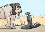 2012 anthro black_body black_fur blue_sky brown_mane colored day duo felid feral fur grass guide_lines hands_behind_back imminent_vore jeri_kleinlowe kneeling lion looking_at_prey male male/male mammal mane mephitid nude_anthro nude_feral open_mouth pantherine plant savanna savannah_grass size_difference skunk skunk_tail sky standing tan_body tan_fur tongue tongue_out walking white_body white_fur
