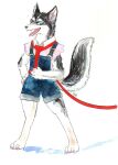 2015 ambiguous_gender anthro blue_eyes blush canid canine canis claws clothed clothing domestic_dog feet fur harness husky kyokyota leash mammal nordic_sled_dog open_mouth overalls painting_(artwork) shirt simple_background solo spitz standing suspenders tail tongue tongue_out topwear traditional_media_(artwork) watercolor_(artwork) white_background white_body white_fur