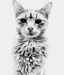  black cat cross demonic feline fluffy fur grey_background grey_fur greyscale looking_at_viewer mammal monochrome nightmare_fuel no_pupils plain_background religion unknown_artist whiskers white white_background 