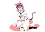  animal_ears bad_id bad_pixiv_id blush cat_ears cat_tail hajime_(kin'you_club) miyanaga_teru saki shiraitodai_school_uniform sitting solo tail 