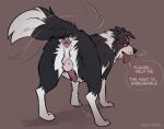 anal_wink anus balls bodily_fluids border_collie butt canid canine canis chess_(mintyderg) collie desperation domestic_dog feral genital_fluids genitals herding_dog hi_res male mammal mintyderg pastoral_dog precum presenting presenting_hindquarters sheepdog slightly_chubby solo