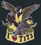  &lt;3 avian beak bird claws feral great_tit nathradas sultan_tit text tit wings yellow-cheeked_tit 