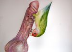  avian balls bird blood brittany_zagoria cockbiting disembodied_penis feral human lovebird male mammal penis traditional_media vein watercolor 