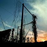  bad_pixiv_id cloud fence highres ivy kibunya_39 no_humans original overgrown plant scenery silhouette sky vines 