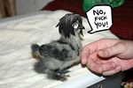  ariffrazalin avian beak bird black_hair cute english_text feral hair hand humor reaction_image text 