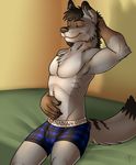  biceps boxers brown_fur bulge canine claws eyes_closed flexing fur grey_fur grin hair inside khaki_(character) male mammal muscles paws pecs plain_background sitting smile solo topless underwear vallhund wolf 