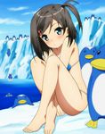  :o absurdres ahoge armpits bangs barefoot between_thighs bikini bird black_hair blue_eyes blush breasts clenched_hand cloud crossed_legs day diving feet hair_ornament hairclip hentai_ouji_to_warawanai_neko. highres iceberg legs looking_at_viewer ocean on_ground open_mouth outdoors parted_bangs partially_submerged penguin screencap scrunchie short_hair side_ponytail sitting sky small_breasts splashing string_bikini swept_bangs swimsuit tsutsukakushi_tsukiko v_arms water 